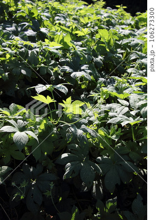 カナムグラ（秋の花粉症） 106273300