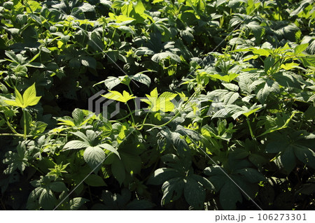 カナムグラ(秋の花粉症) カナムグラ(秋の花粉症) 106273301
