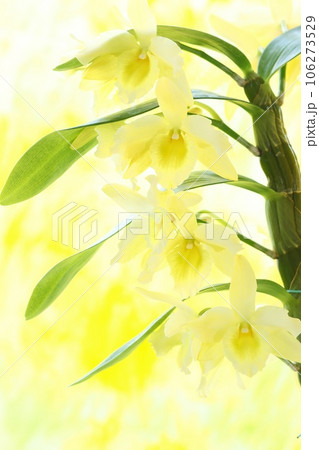 デンドロビウム　黄色い花　洋ラン　明るい背景 106273529