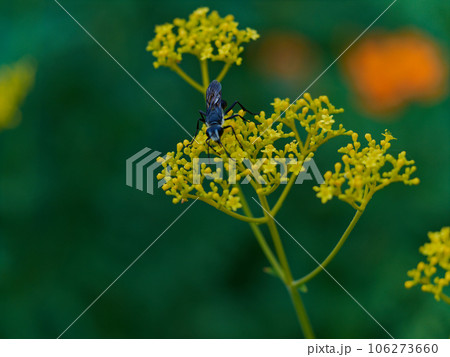 狩り蜂の吸蜜　アナバチ科クロアナバチ♀ 106273660
