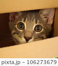 ダンボールに入った猫 106273679