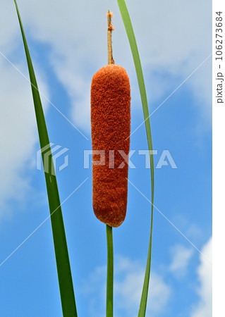 ロウソク状をした蒲の穂 ロウソク状をした蒲の穂 106273684