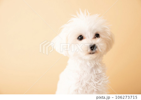 お座りしたマルプーの仔犬のバストアップ お座りしたマルプーの仔犬のバストアップ 106273715