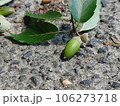 地面に落ちた青いどんぐり 106273718