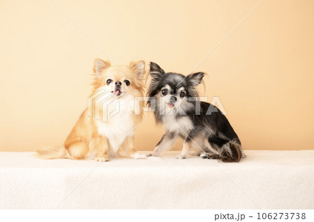 お座りした2匹のチワワ お座りした2匹のチワワ 106273738