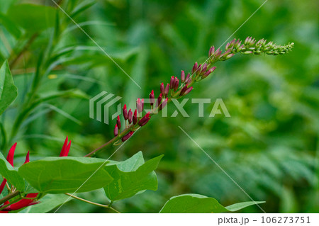 赤いサンゴシトウの花 106273751