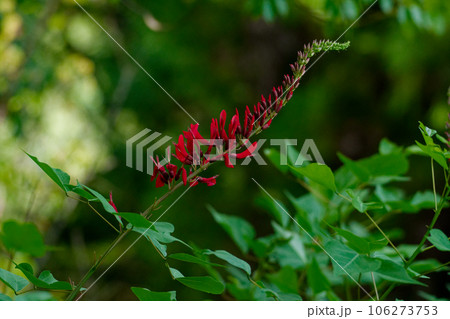 赤いサンゴシトウの花 106273753