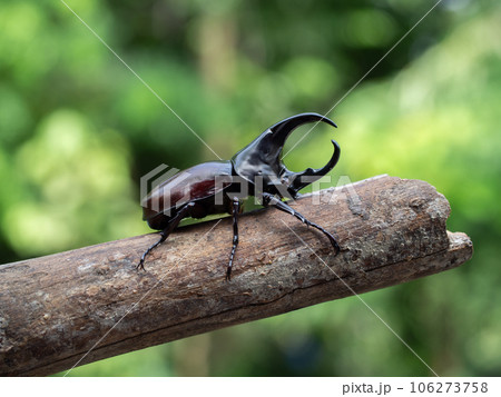 Hercules beetle insect on bamboo nature background Hercules beetle insect on bamboo nature background 106273758