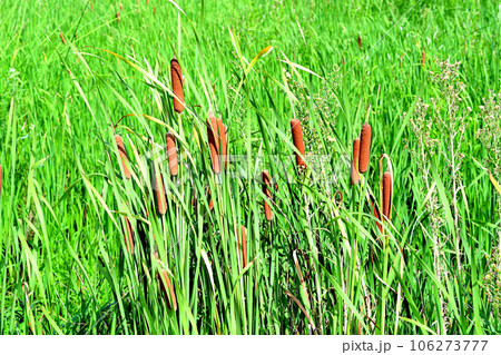 休耕地に蒲の群落ができていた 106273777