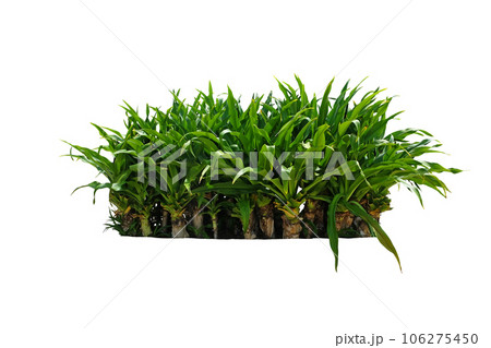 Giant Crinum Lily (crinum asiaticum) 106275450