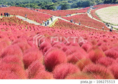紅葉したコキア・ひたち海浜公園 106275513