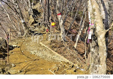 丹沢の鍋割山 後沢乗越の分岐 丹沢の鍋割山 後沢乗越の分岐 106275600
