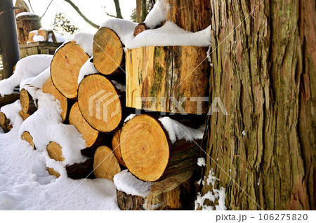 雪積もる伐採木 丹沢の大倉尾根 雪積もる伐採木 丹沢の大倉尾根 106275820