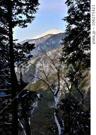 森から望む雪景色の富士山 丹沢の大倉尾根 小草平 森から望む雪景色の富士山 丹沢の大倉尾根 小草平 106275821