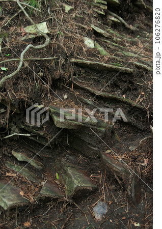 登山道にある木の根 登山道にある木の根 106276820