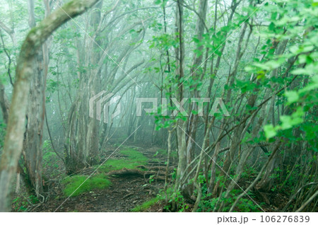 神秘的な森のイメージ写真 106276839