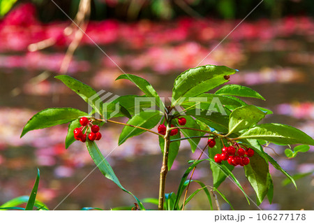 静岡県周智郡森町一宮 小國神社と境内の風景 静岡県周智郡森町一宮 小國神社と境内の風景 106277178