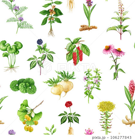 Adaptogenic medicinal plants and herbs seamless pattern. Watercolor botanical illustration. Hand drawn different organic fresh medicinal plant and herb seamless pattern. White background 106277843