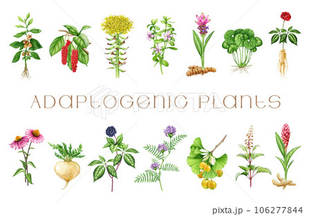 Medicinal adaptogenic plants and herbs painted set. Watercolor botanical illustration. Hand drawn different organic fresh medicinal plant and herb element collection. White background 106277844