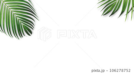 Summer tropical leaves on white background with copy space 106278752