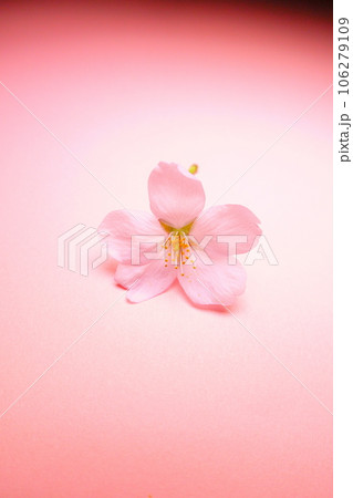 満開の桜 桜 さくら 桜 桜の花 花びら ソメイヨシノ 満開の桜 桜 さくら 桜 桜の花 花びら ソメイヨシノ 106279109