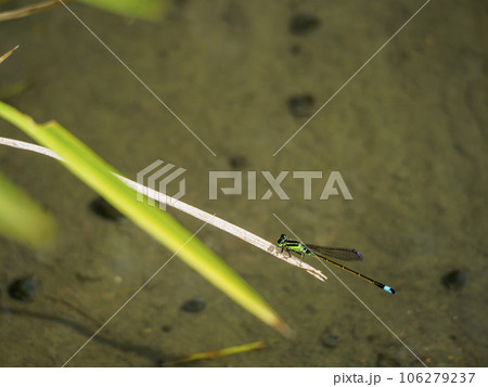 水田のイトトンボ 水田のイトトンボ 106279237