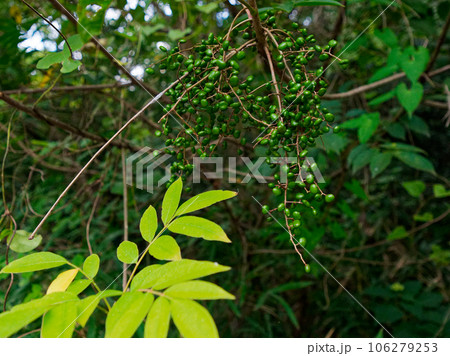 ウルシ科ヤマハゼの青い果実 106279253