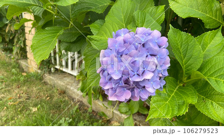 紫陽花 アジサイ あじさい 106279523