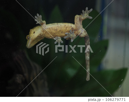 クレステッドゲッコー 106279771