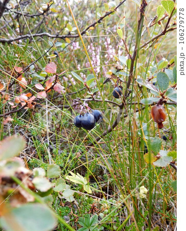 アイスランド アークレイリ ベリー アイスランド アークレイリ ベリー 106279778