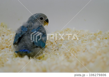 コザクラインコ雛のかわいい後ろ姿 コザクラインコ雛のかわいい後ろ姿 106279806