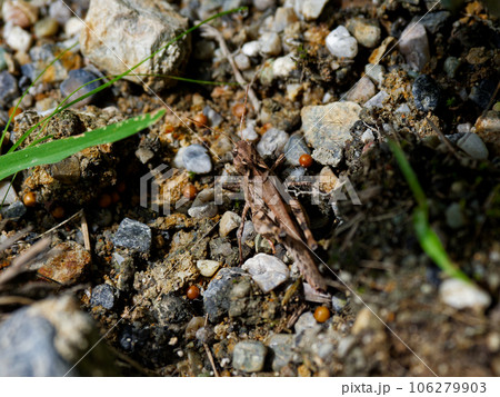 茶褐色のバッタ　バッタ科イボバッタ 106279903