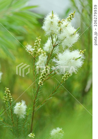 ティーツリーの花 106279939