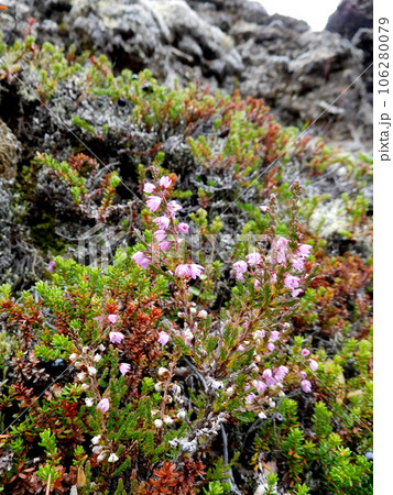 アイスランド　夏　ディムボルギル　ヒースの花 106280079