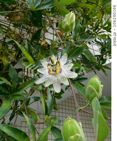 パッションフルーツの花 パッションフルーツの花 106280166