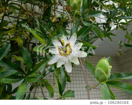 パッションフルーツの花 パッションフルーツの花 106280168