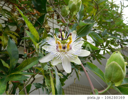 パッションフルーツの花 パッションフルーツの花 106280169