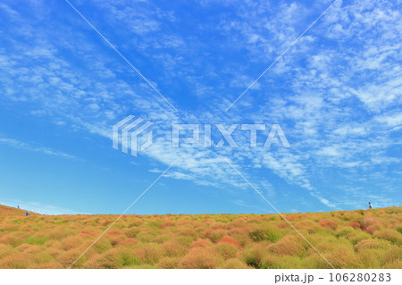 秋雲とコキアの丘・ひたち海浜公園 106280283
