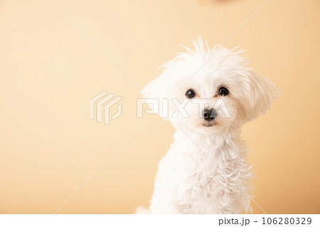 お座りしたマルプーの仔犬のバストアップ 106280329