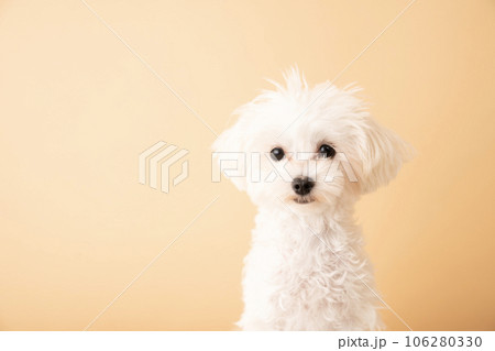 お座りしたマルプーの仔犬のバストアップ 106280330