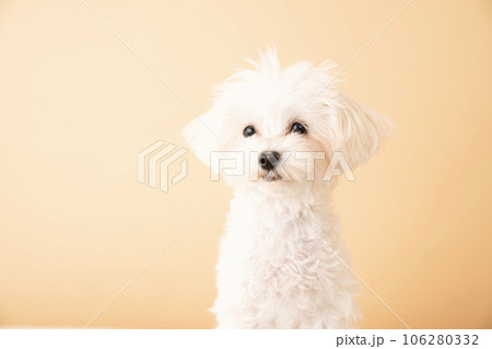 お座りしたマルプーの仔犬のバストアップ お座りしたマルプーの仔犬のバストアップ 106280332