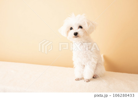お座りした白いマルプーの仔犬 106280433