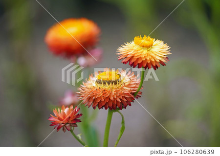 ムギワラギクの花 ムギワラギクの花 106280639