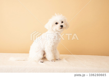 お座りしたマルプーの仔犬 106280665