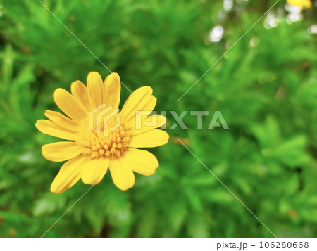 黄色い花 106280668