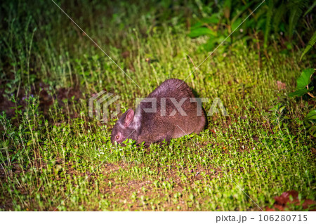 草むらで食事中のアマミノクロウサギの横顔 106280715