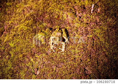 苔がむした岩盤の上に佇むアマミイシカワガエル 苔がむした岩盤の上に佇むアマミイシカワガエル 106280718