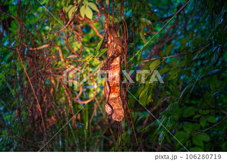 奄美大島の自然観察ナイトツアーで出会ったモダマ 奄美大島の自然観察ナイトツアーで出会ったモダマ 106280719