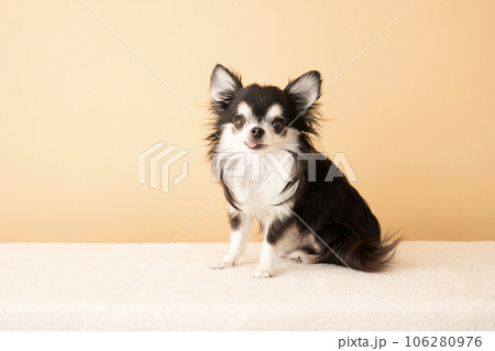 お座りして微笑むチワワのミノン 106280976