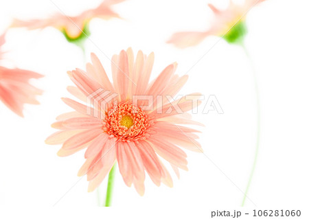 明るいピンクのガーベラ 106281060
